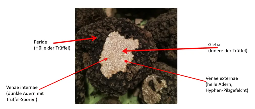 Teuto-Trüffel Trüffel Aufbau Tuber aestivum