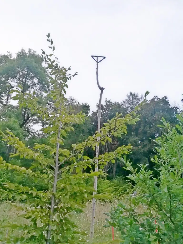 Jule für Greifvögel (Ansitzstange)