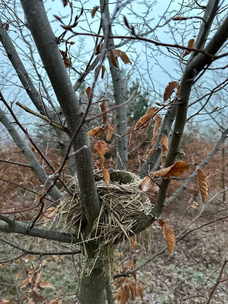 Vogelnest auf einer Trüffelplantage