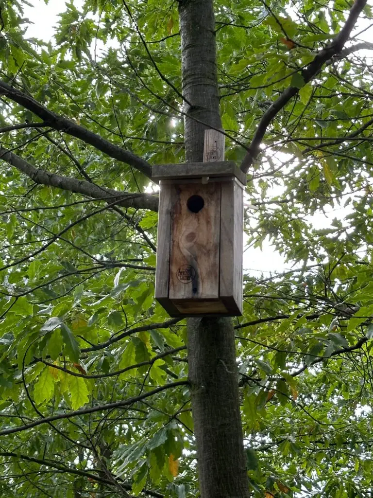 Vogelnistkaten auf einer Trüffelplantage