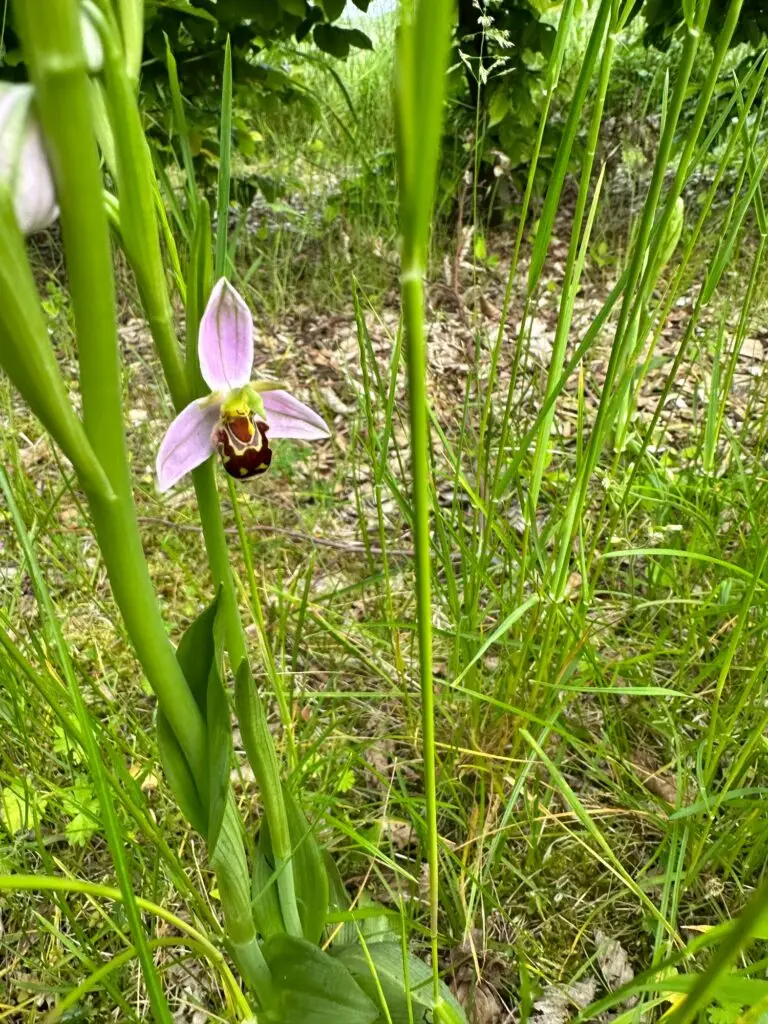 Wilde Orchidee auf Trüffelplantage